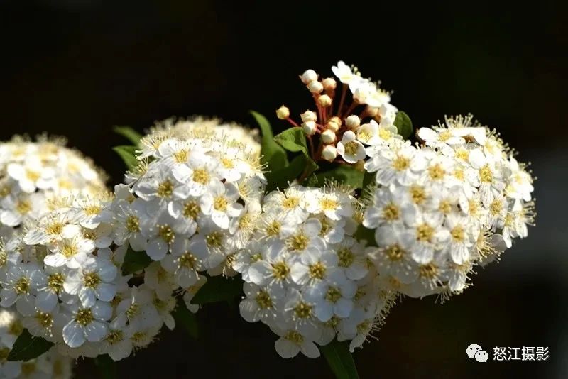 怒江游玩新去處，大密扣花開漫山野